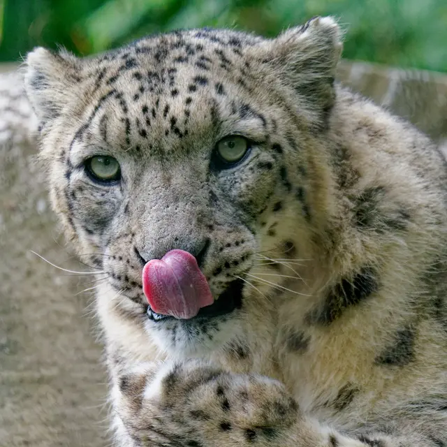 Schneeleopard | Foto: Eigenes Bild TB