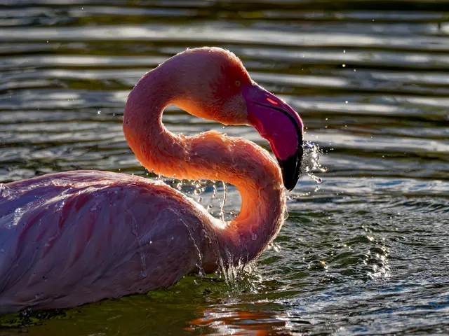 Flamingo | Foto: Eigenes Bild TB