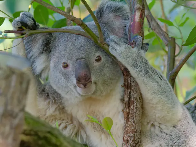 Koala-Männchen Navy | Foto: Eigenes Bild TB
