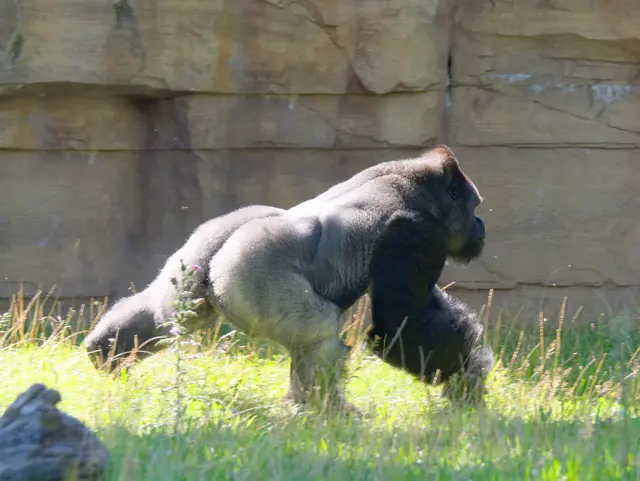 Gorillamännchen (Silberrücken - der Chef) | Foto: Eigenes Bild TB