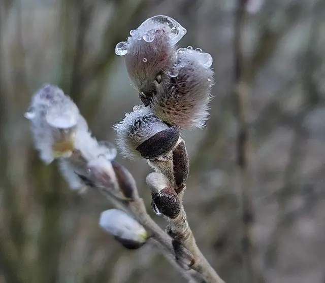 Foto: Gerlinde Belz