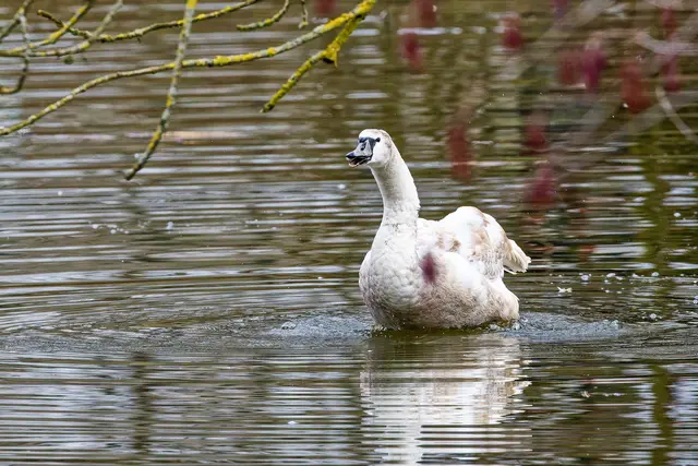 Foto: WKY