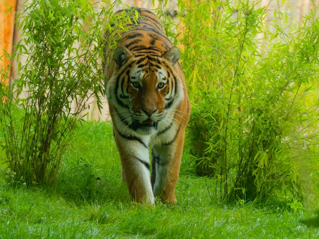 Tigermännchen Amazar | Foto: Eigenes Bild TB
