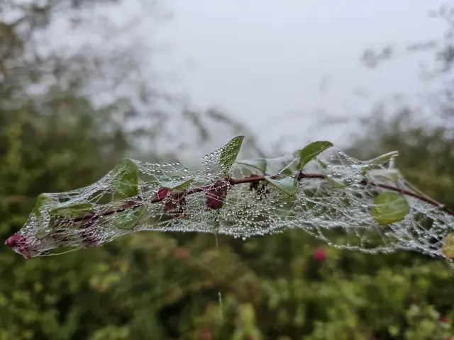 Foto: Gerlinde Belz