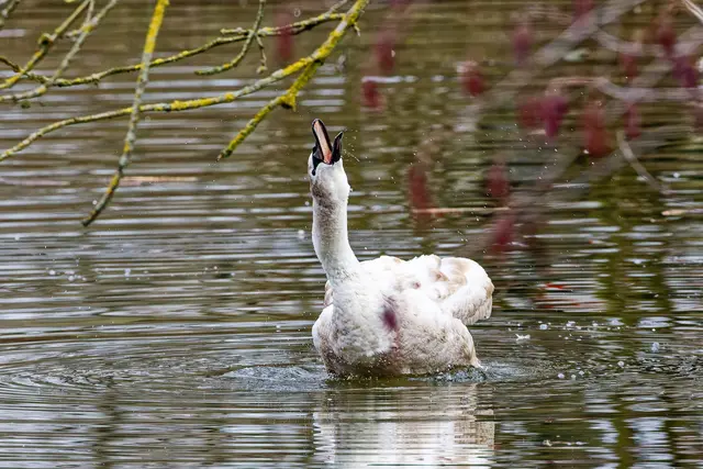 Nach dem Zähneputzen gründlich gurgeln! | Foto: WKY