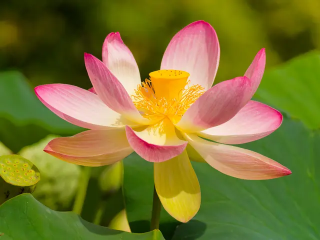 Lotusblüte | Foto: Eigenes Bild TB
