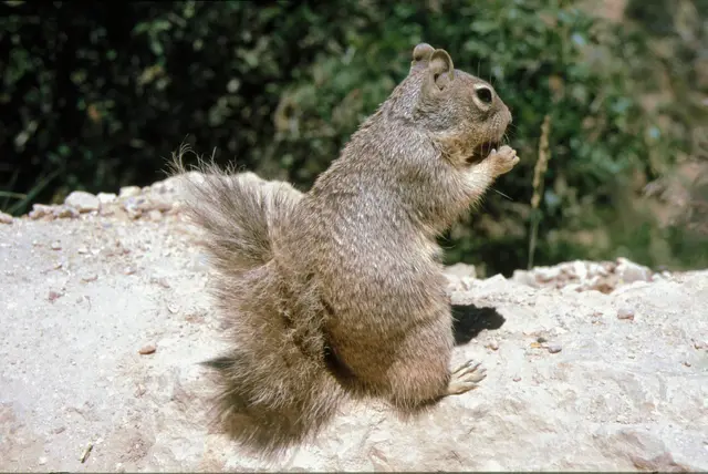 Grauhörnchen am Grand Canyon | Foto: Daniela Somers