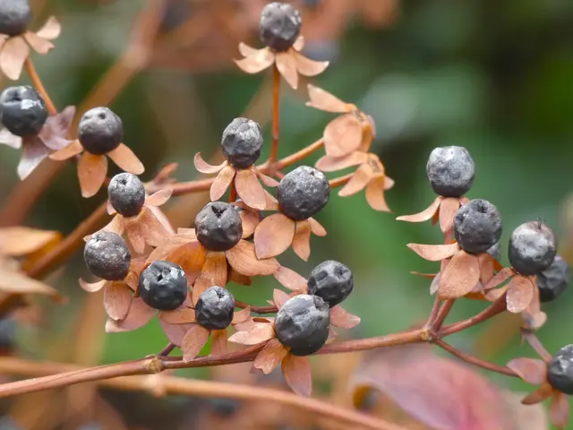 Die Reste vom Herbst.  | Foto: sigischlottke
