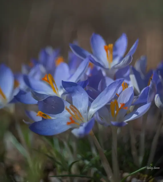 Foto: Gülay Sween