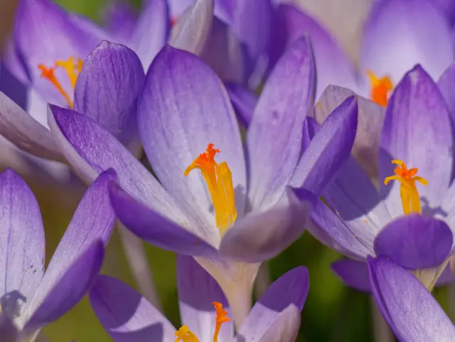 Krokus | Foto: Eigenes Bild TB