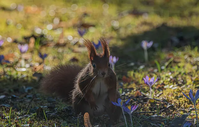 Foto: Gülay Sween