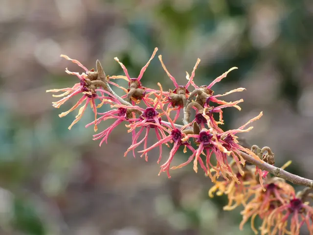Wunderschöne filigrane Hamamelis - Zaubernuss.  | Foto: sigischlottke