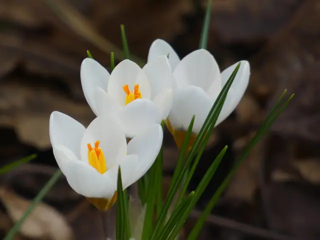 Weiße Krokusse - ganz elegant.  | Foto: sigischlottke