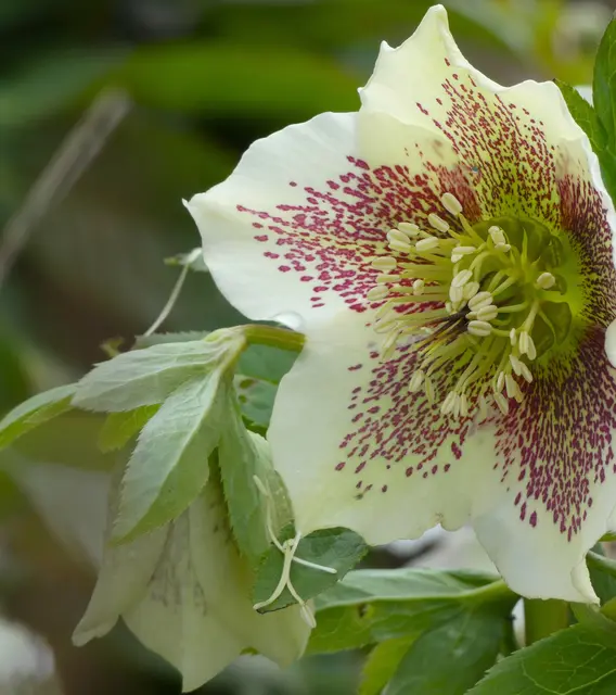 Eine wunderschöne Christrose.... oder doch Lenzrose? | Foto: sigischlottke