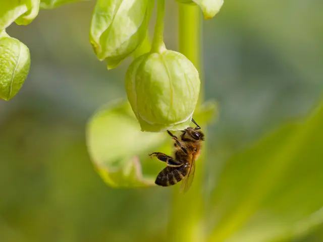 Nieswurz mit Honigbiene | Foto: Eigenes Bild TB