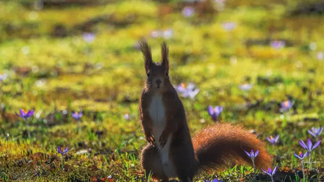 Foto: Gülay Sween