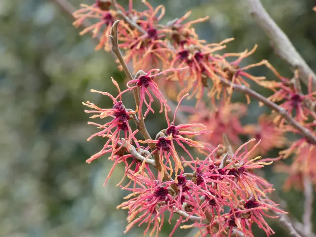 Hamamelis. | Foto: sigischlottke