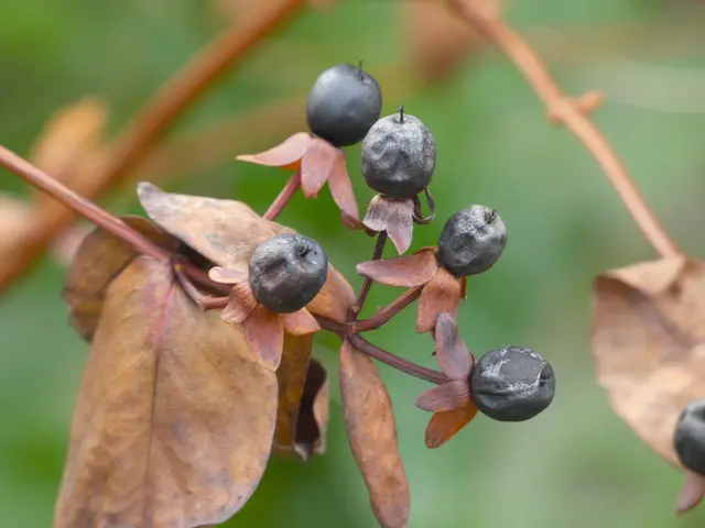 Bald werden die herbstlichen Beeren vertrocknet sein. Aber bestimmt bieten sie auch Vögeln noch Nahrung.  | Foto: sigischlottke