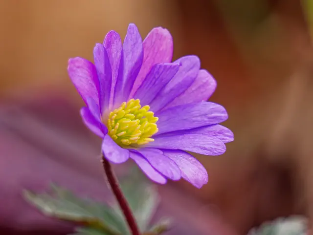 Anemone | Foto: Eigenes Bild TB