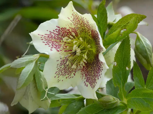 Christrose oder Lenzrose? | Foto: sigischlottke