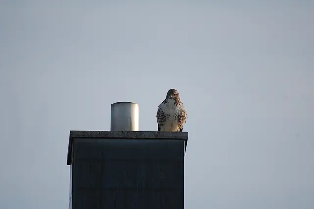 So schaut er jeden Morgen zu mir ins Fenster
  | Foto: Heidrun Rosenberger