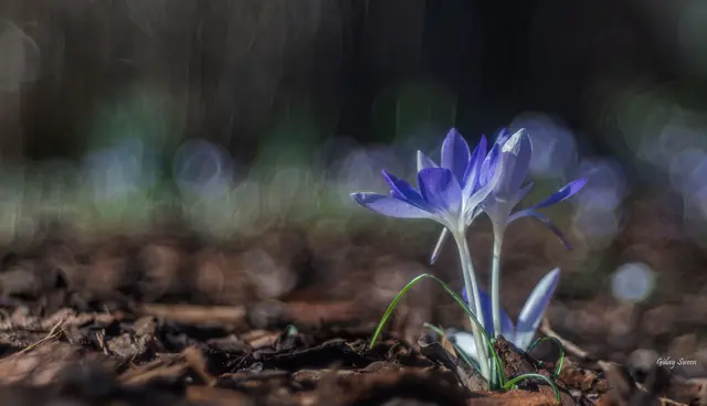 Foto: Gülay Sween