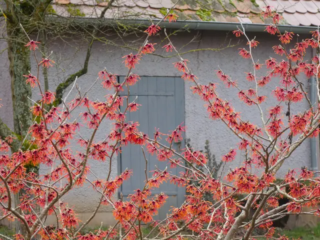 Hamamelis. | Foto: sigischlottke