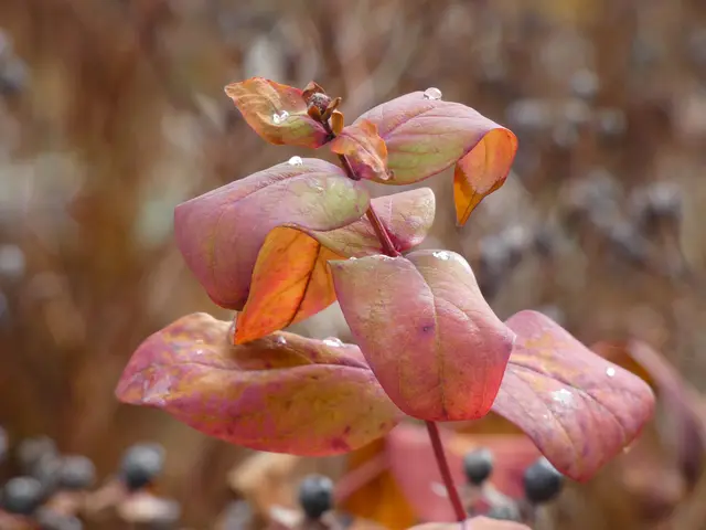 Eine schöne Herbstfärbung.  | Foto: sigischlottke