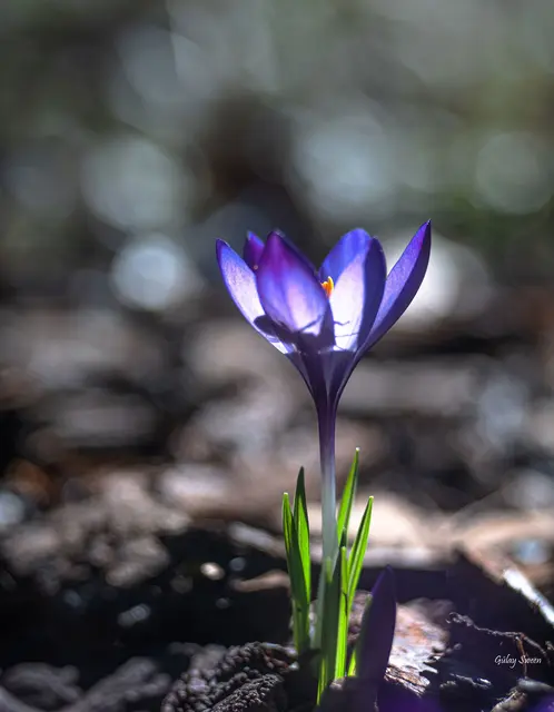 Foto: Gülay Sween