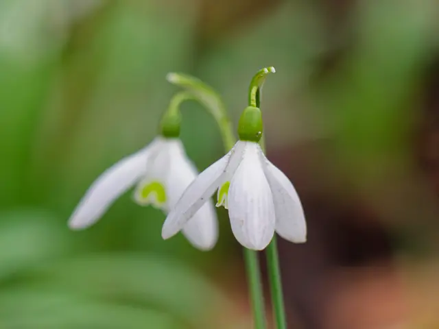 Schneeglöckchen | Foto: Eigenes Bild TB