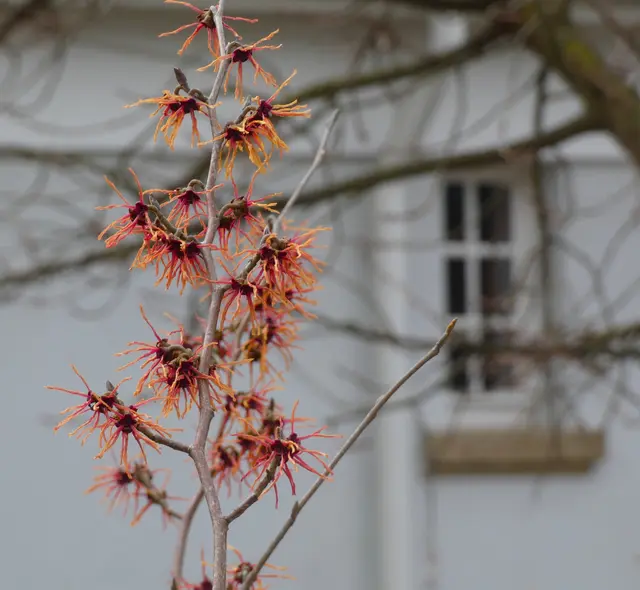 Zaubernuss - ich finde sie mit ihren filigranen Blüten einfach zauberhaft.  | Foto: sigischlottke