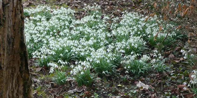 Schneeglöckchen-Teppich.  | Foto: sigischlottke