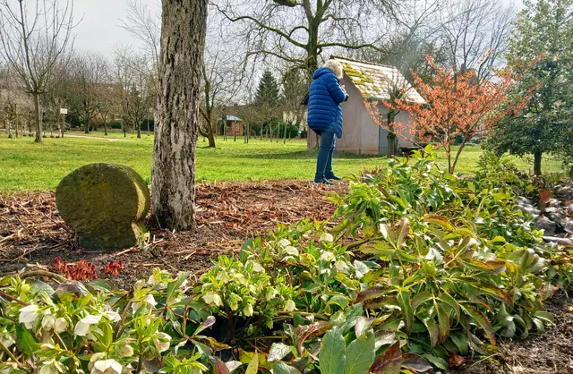 Wo ist die beste Perspektive für diese wunderschöne Hamamelis? | Foto: sigischlottke