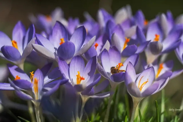 Foto: Gülay Sween