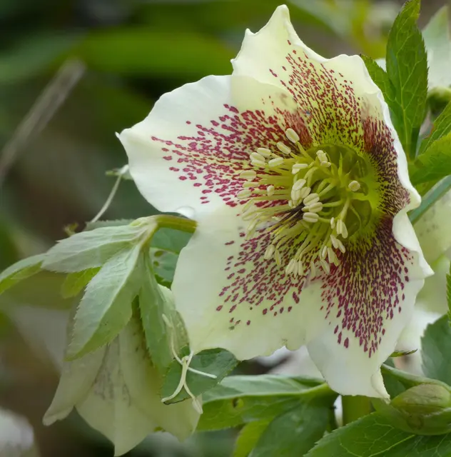 Christrose oder Lenzrose? | Foto: sigischlottke