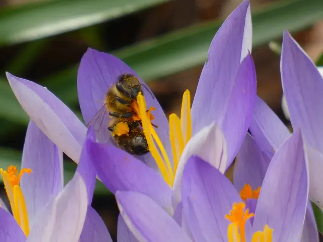 Das Bienchen ist schon mit Pollen bestäubt.  | Foto: sigischlottke