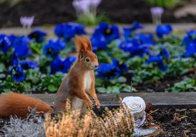 Foto: Gülay Sween