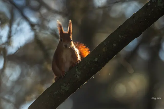 Wir hatten nur ein einziges Eichhörnchen gesehen, dieses eine Hörnchen muss mit uns Mitleid gehabt haben und ist ausführlich und lange für uns als Modell gestanden und hat so schön posiert :-)  | Foto: Gülay Sween