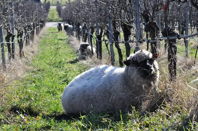 Weinberg-Schafe mit ihrem dicken Fell. Es scheint ihnen schon zu warm zu sein. | Foto: Daniela Somers