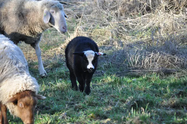 Wie das Lamm wohl später mal aussieht? | Foto: Daniela Somers