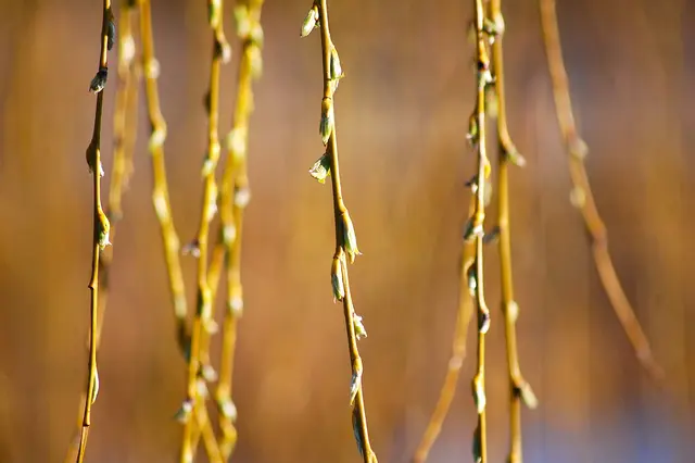 Foto: Heidrun Rosenberger