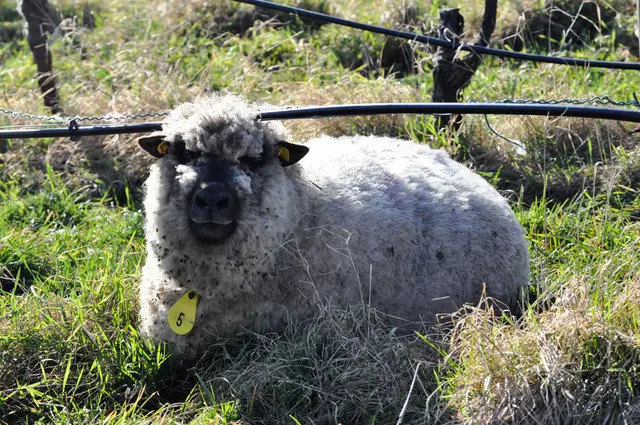Was guckst du so? Ich mach Pause. | Foto: Daniela Somers