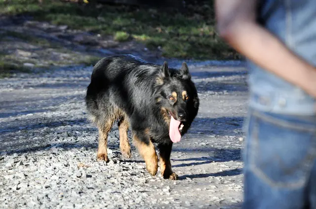 Und dann kommt der Schäferhund und schaut ob wir auch harmlos sind. | Foto: Daniela Somers