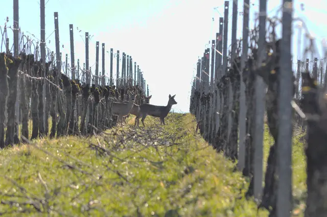 Rehe in den Weinbergen. Leider im Gegenlicht. | Foto: Daniela Somers
