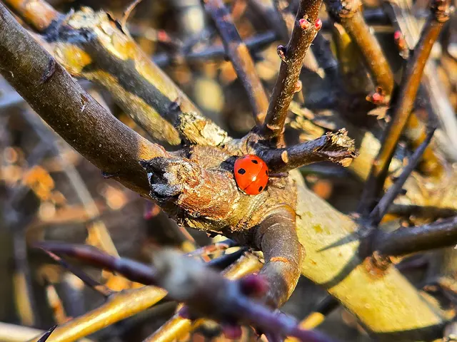 Foto: Heidrun Rosenberger
