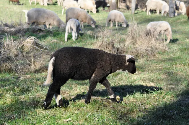 Viele der Lämmer sind dunkel mit hellen Zeichnungen. | Foto: Daniela Somers