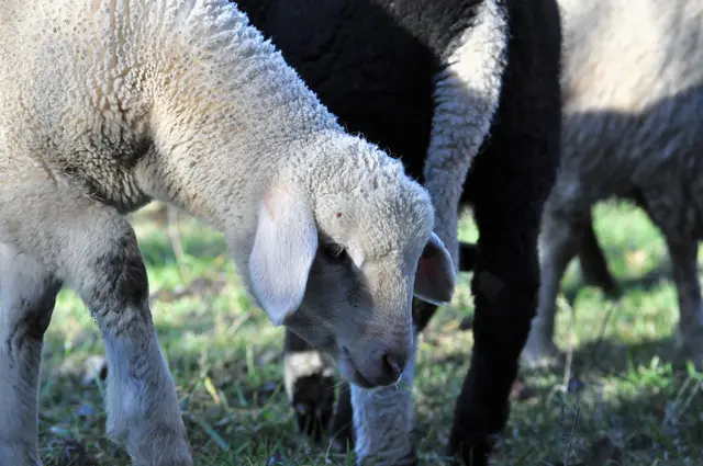 Auf jeden Fall hat die Herde eine große Farbvielfalt. | Foto: Daniela Somers