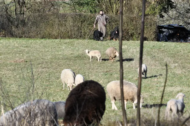 Der Schäfer und seine Hunde haben ein Auge auf die Herde. | Foto: Daniela Somers