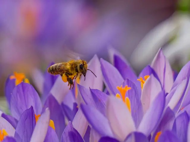 Da freut sich nicht nur die Biene, sondern auch der Betrachter: Die Krokusse sind aufgeblüht. Das Bild des Monats Februar für Heilbronn und Umgebung kommt von Tanja Blind. | Foto: Tanja Blind