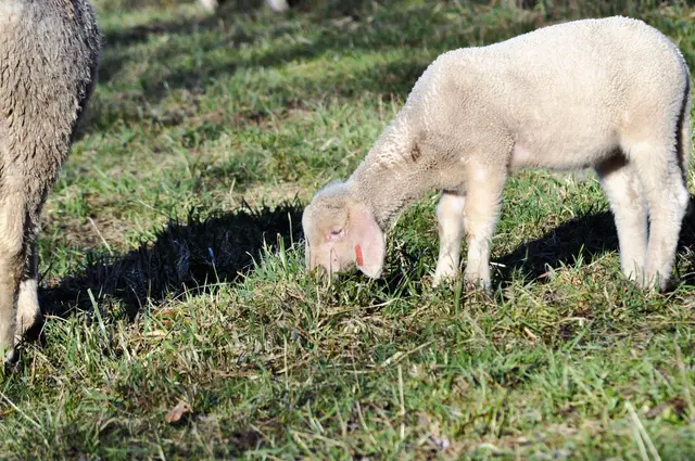 Es scheint als wären zwei verschiedene Rassen auf der Wiese. | Foto: Daniela Somers